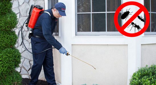 Dernekpazarı Fare İlaçlama böcek ilaçlama ve haşere kontrolü — ilaclama-tr.com